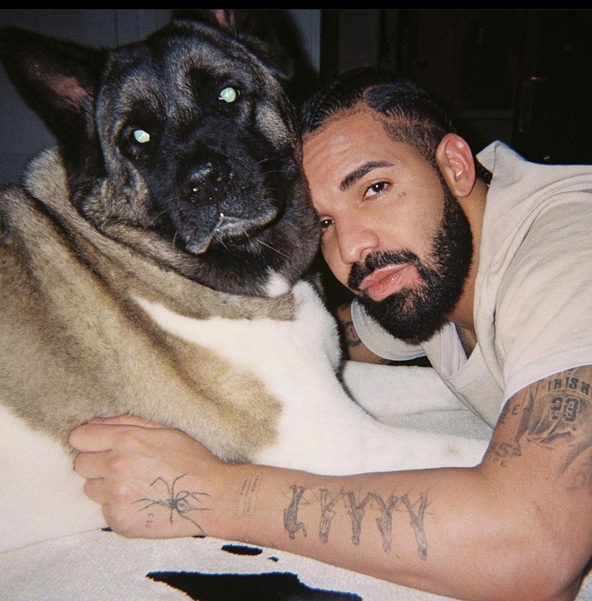 Pop Hive on X: "Drake shares new photo with his dog. https://t.co/OuGp6H8QQ5" / X